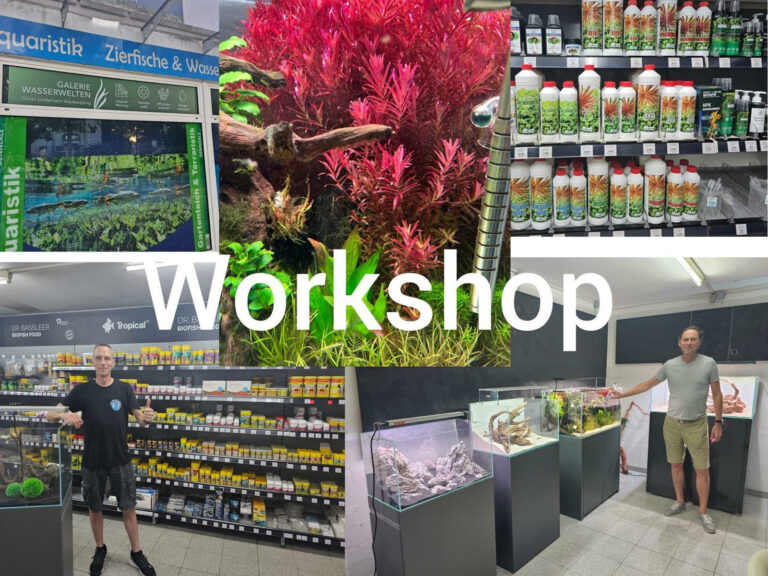 Pflanzen Workshop